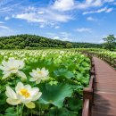 수련김밥 | 7·8월 연꽃·수련 꽃여행 리얼후기｜축제 명소부터 산책 코스까지