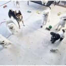 애견멀티샵 이미지