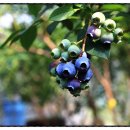 황반골농장 이미지