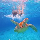 옥돌포레스트 | 김해삐랑 보홀태교여행 3, 4일차: 발리카삭 호핑투어, 해피풋, 빠우, 졸리비, 월드 팡라오 리조트, 도도...