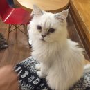 캣독카페 이미지