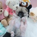 내품안의반려견 노원점 이미지