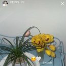 미루아