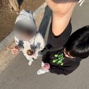 리예몬 | 헤이뽀이아마개챠뚜꾸뚜꾸뚜꾸아웅><
