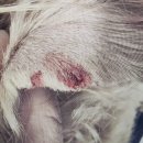 정이룸 동물병원 이미지