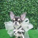 냥이멍이세상 이미지