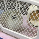 로베르토폼 이미지