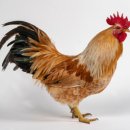 번성농장 이미지