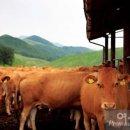 우리한우2 이미지