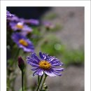 아침이슬 이미지