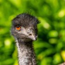 【에뮤 Emu】 「타조에 이어 세계에서 두 번째로 큰 날지 못하는 새」 이미지