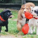 도그-in 하우스 이미지