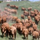 초지로3 이미지