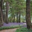 도산오장 | 가야산과 우두산(의상봉) 지맥 거창 가조(加祚) 동계(桐溪) 정온(鄭蘊) 선생 묘소와 유허지(遺墟地)