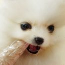 보송보송 이미지