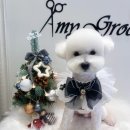 에이미 그루밍 | 귀여운 비숑 "테라" 의 에이미그루밍 후기