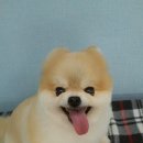 멍이가 웃통벗는날 이미지