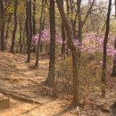 봉제산 등촌동 숲속놀이터 | 봉제산 벚꽃, 내려와서야 제대로 보입니다. (등촌중학교앞)