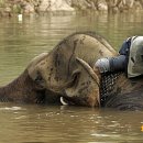 당나귀숲 이미지