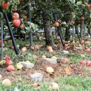 사과나무유치원 이미지