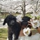노비오스펜션 | 경주애견펜션 노비오스의 장마기간 일상