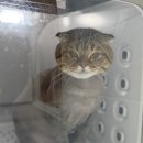 함께냥 본점 이미지