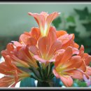 계룡산자연사박물관 이미지