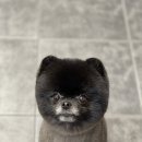 메이저독 이미지