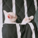 베스트고양이병원 이미지