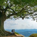 【느티나무[槐]】 「규목(槻木)_마을의 안녕을 지켜주는 수호신」 이미지