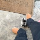 프리미엄 켄넬 이미지