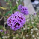 콩나물 노래연습장 이미지