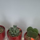 천방지축까까