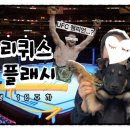 브이아이피독 이미지