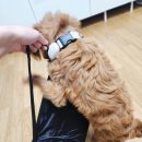 편한미용 | [공지] 강아지 미용 의자 강아지가 편한 편하개 접이식 해먹 거치대 상세 후기