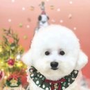 멍블리 펫 이미지