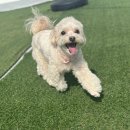 진주누리유치원 | 창원강아지유치원 브이로그｜루프탑 운동부터 교육, 호텔아이들 야간운동까지!”