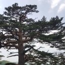 2019년 5월 정기산행 금강 소나무 숲길 4구간(경북울진) 이미지
