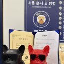 올리스 24 펫택시 네이버블로그