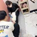 미용하냥 | [화성봉담 미용하냥]고양이 무마취미용/고양이 교감미용/ 봉담 고양이미용 잘하는곳 고양이 전체미용 후기