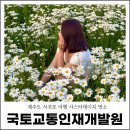 제주도 서귀포 여행 샤스타데이지 명소 국토교통인재개발원