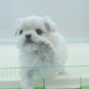 쓰담쓰담 이미지