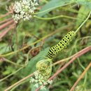 바다향기 수목원, 전곡항 새우구이 먹벙하다 !! 이미지
