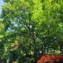 비슬산휴양림캠핑장 이미지