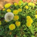 하얀민들레 이미지