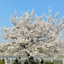 하남시 공원 (옥외1) | 하남벚꽃 만개 미사경정공원 주차 미사리 조정경기장 텐트 피크닉