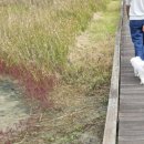 평원애견 이미지