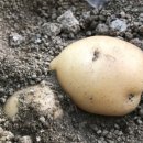 감물농장 이미지