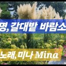 곡명 . 갈대밭 바람소리 가사 ( 노래 .미나 Mina ) 이미지