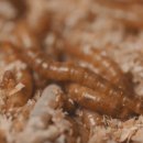 김영배농장 이미지